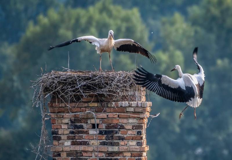 Expert Chimney Animal Removal in Mayo, MD Professional Chimney Animal Removal Services in Mayo, Maryland