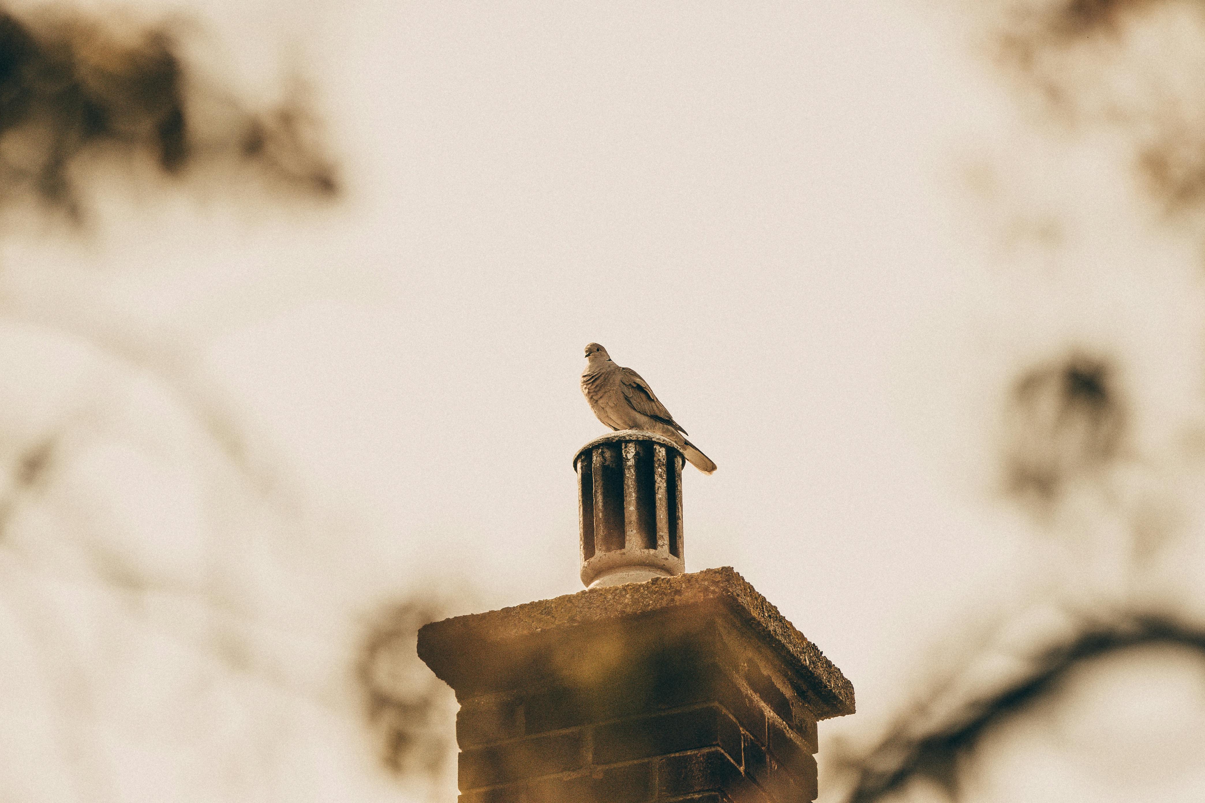 Quality Chimney Caps and Dampers Installation in Mayo, MD Professional Chimney Cap and Damper In Mayo Maryland